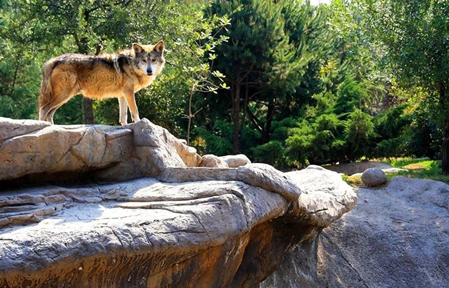 Lobo gris seguirá protegido en México, reafirma Conanp tras propuesta de Trump para volver a cazarlo en EU