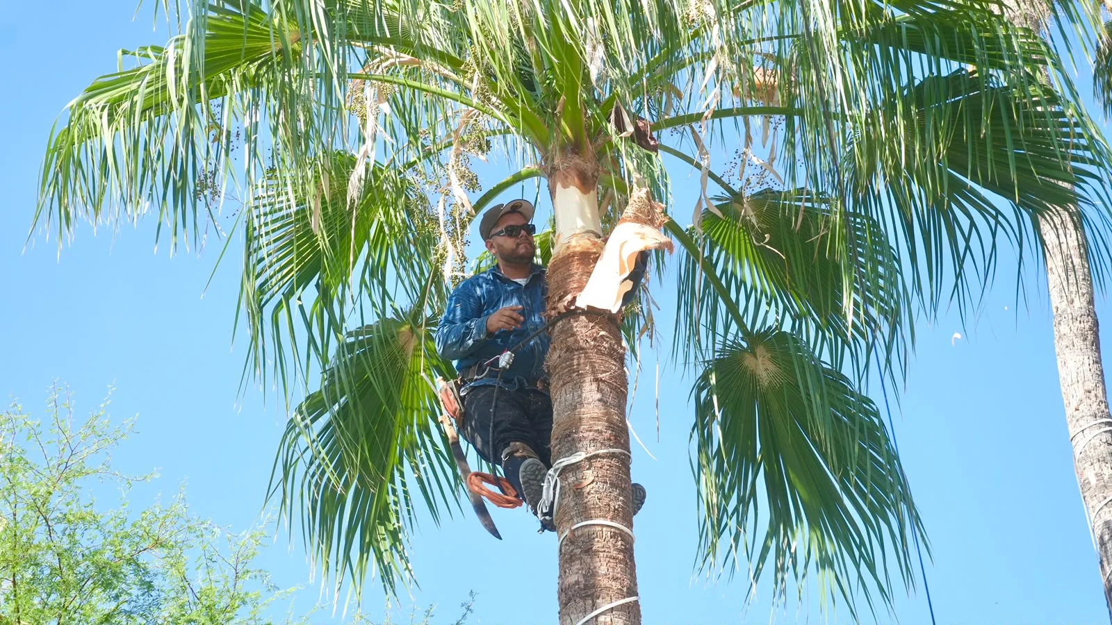 Avanza mantenimiento de más de 400 palmeras en Paseo Morelos