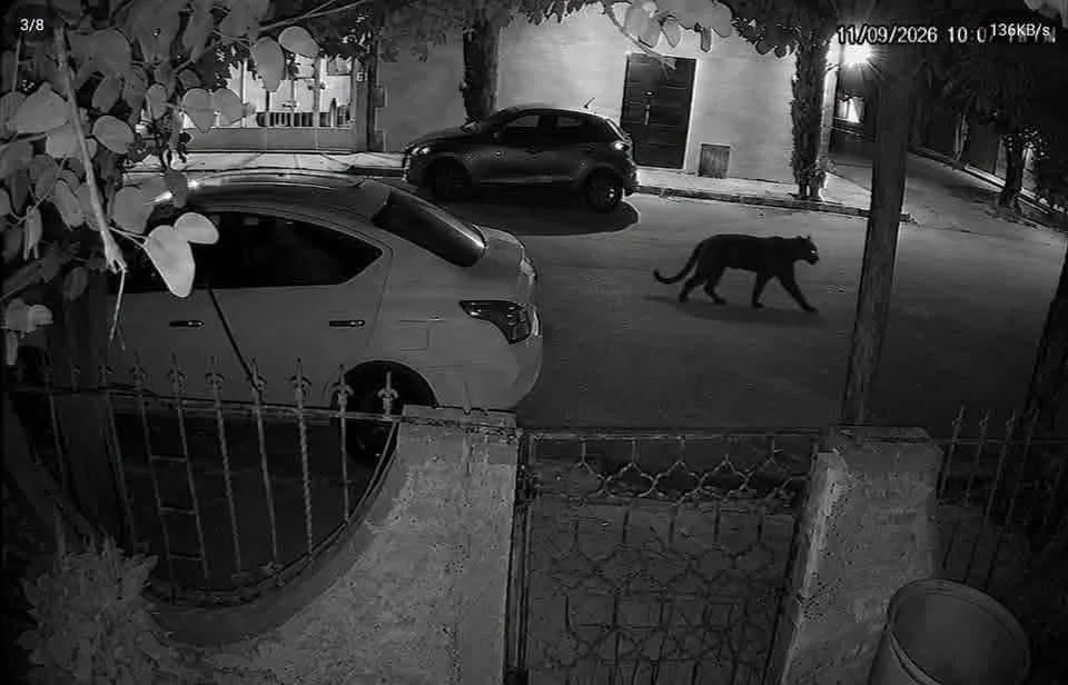 Confirman ataque de pantera en la Laguna de Durango; PROFEPA ya tiene al animal bajo resguardo