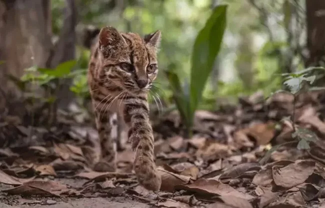 Creían que era un gato doméstico; científicos descubren nueva especie tras más de 100 años
