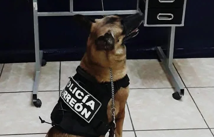 Asegura Unidad Canina paquete con marihuana y gomitas con THC en Torreón