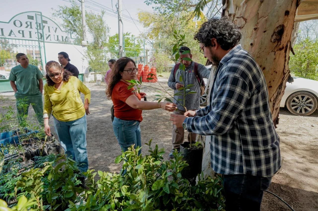 Invitan a los últimos días de la campaña “Adopta tu Árbol” en Torreón; suman más de 4 mil 600 ejemplares entregados