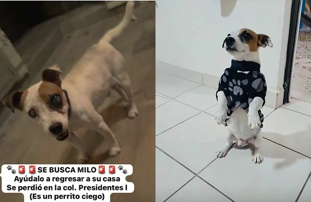 Buscan a Milo, perrito ciego extraviado en Piedras Negras; ofrecen recompensa