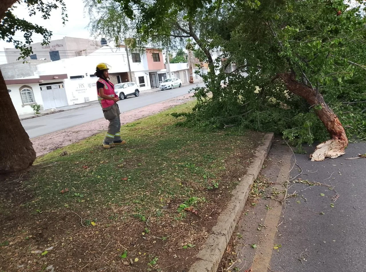 Torreón registra más de 200 reportes tras lluvia y fuertes vientos