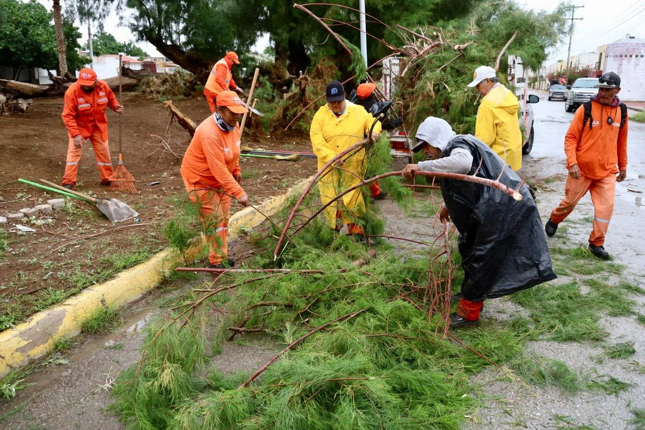 Reportan atención total de árboles caídos tras lluvias