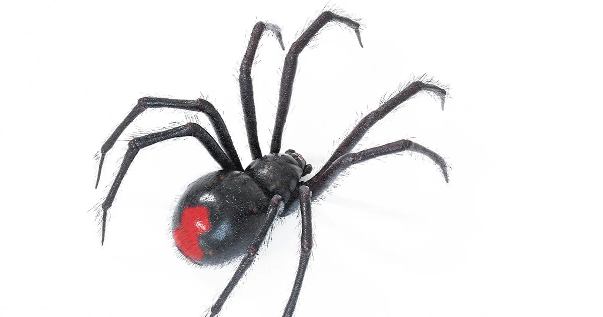 Pica araña viuda negra a hombre en celdas municipales de Piedras Negras y lo liberan en lugar de ayudarlo