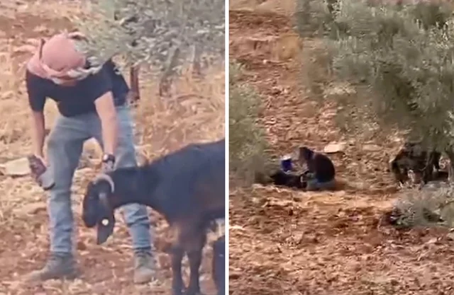 Denuncian maltrato y presunto envenenamiento de cabras en aldea palestina