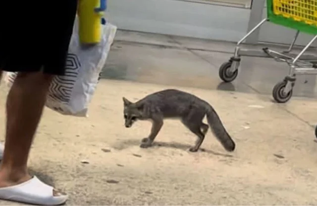 Aplican eutanasia a la zorra gris con rabia que rasguñó a una niña en Cancún