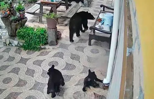 Osos en Derramadero: Si ves uno esto debes hacer