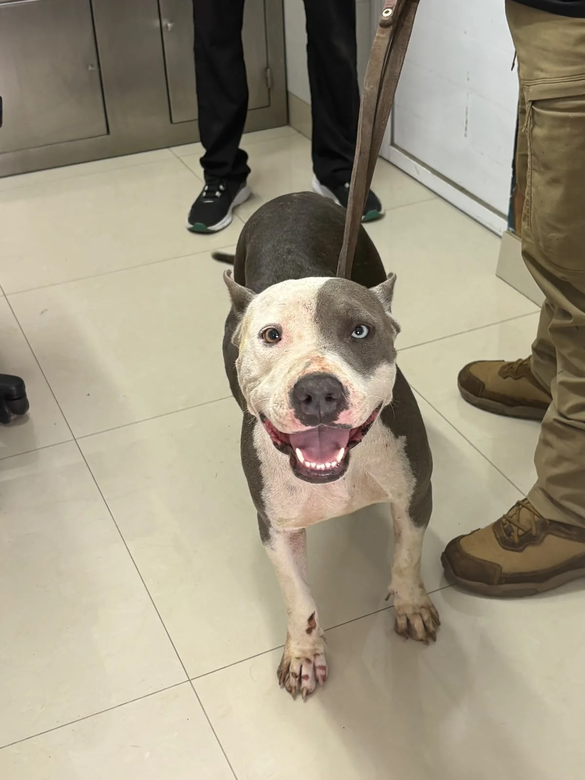 Adoptan a perrita rescatada tras ser atropellada en Torreón