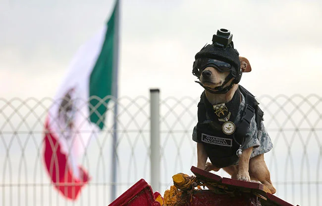 Comando Chihuahua: El perrito de la Guardia Nacional que conquista las redes con su uniforme táctico