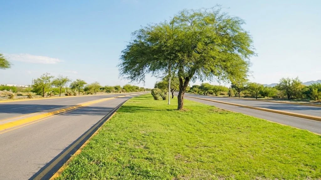 Ofrecerán curso gratuito sobre manejo del arbolado urbano en Torreón