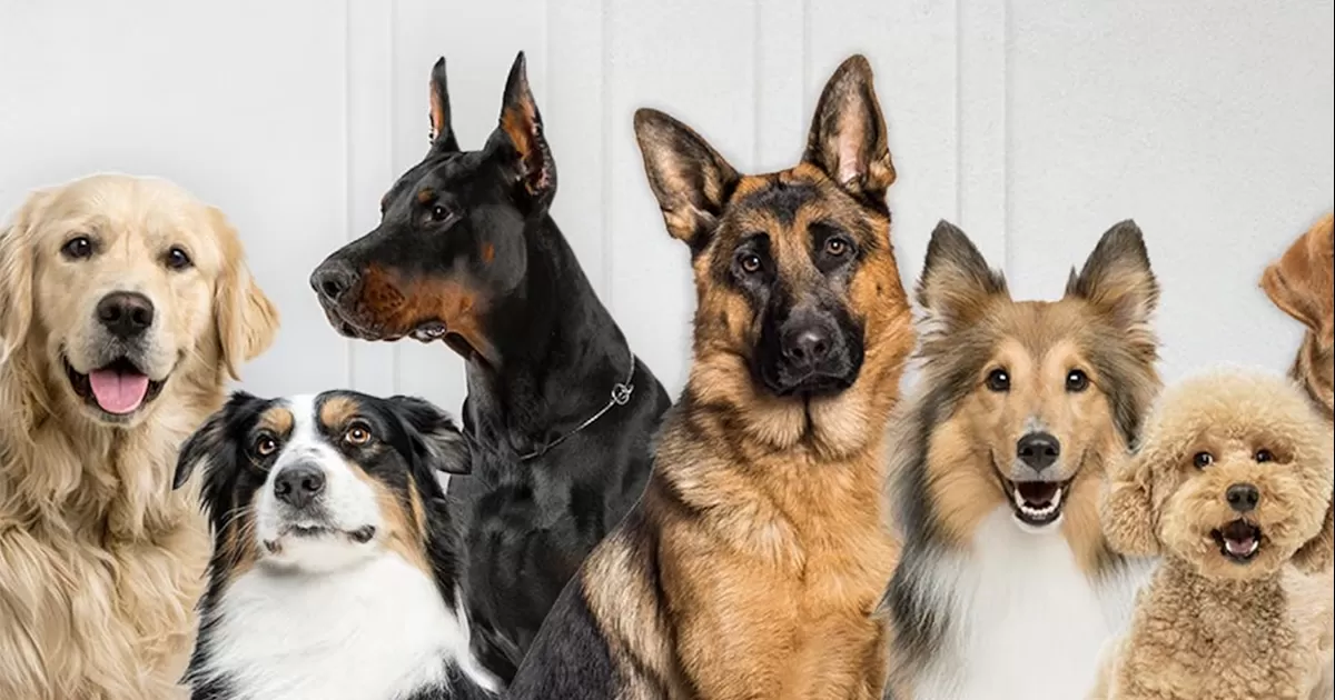 Hoy es el Día Mundial del Perro, no te olvides de festejarlo
