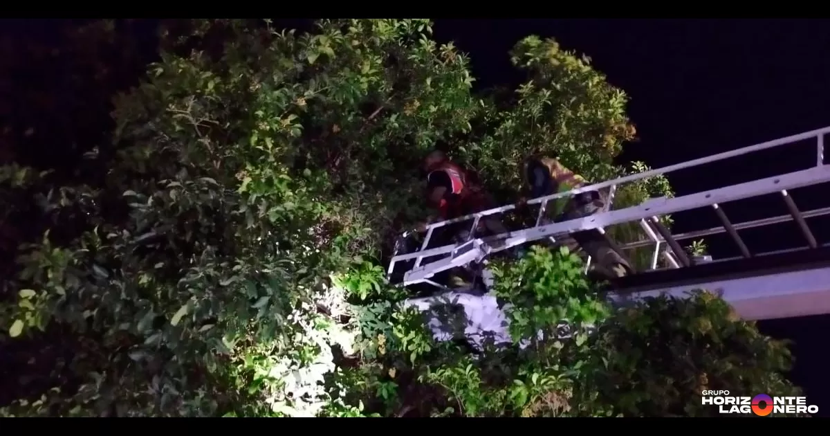 Joven sube a árbol tras discusión con su pareja y es rescatado por bomberos en Torreón