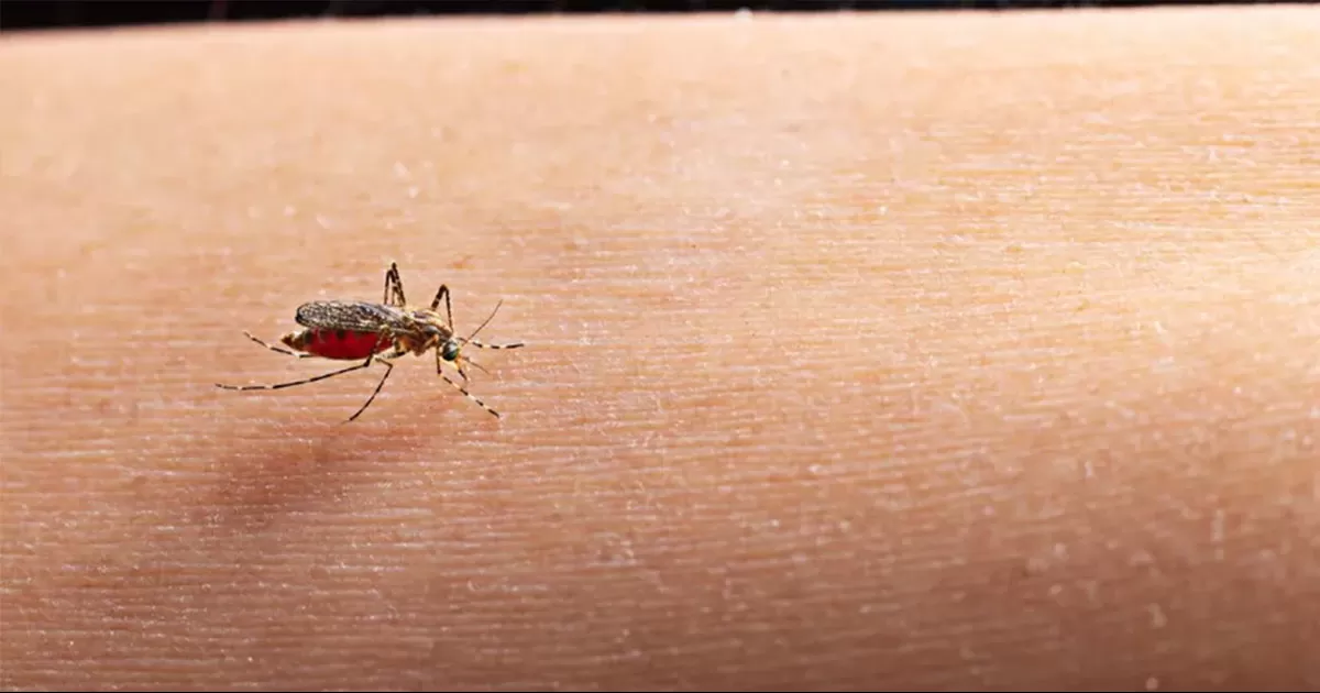 Dengue en México: Van cerca de 4 mil casos a nivel nacional en lo que va del año