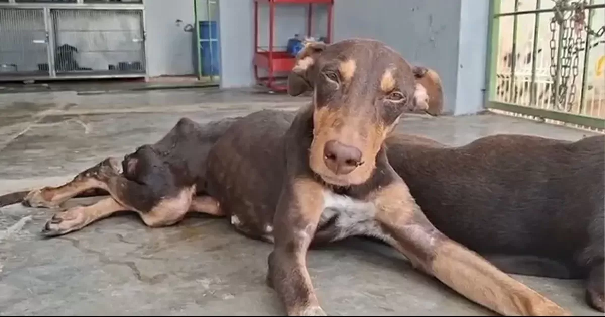 Fallece Esperanza, la perrita baleada en fuego cruzado de Culiacán