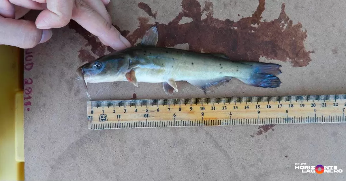 Se trata del Ictalurus nazas, un bagre único en el mundo, endémico del norte de México, que estuvo oculto cinco millones de años.