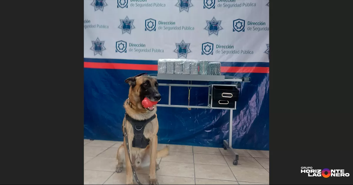Los hechos ocurrieron este miércoles alrededor de las 14:43 horas, cuando oficiales del K9 realizaban un recorrido de inspección preventiva en las instalaciones de la empresa, localizada en Avenida Juárez #4700, colonia Nueva California