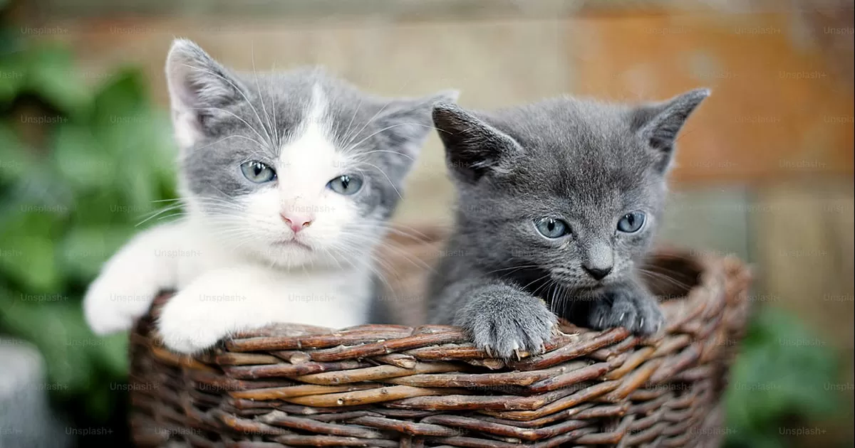¿Sabías que el Día del Gato se celebra tres veces al año? Hoy es uno de esos días