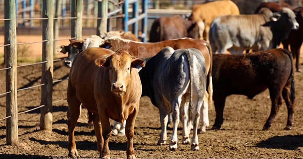 Ganaderos exigen que el Gobierno Federal asuma su obligación de velar por los intereses de todos los sectores productivos de México
