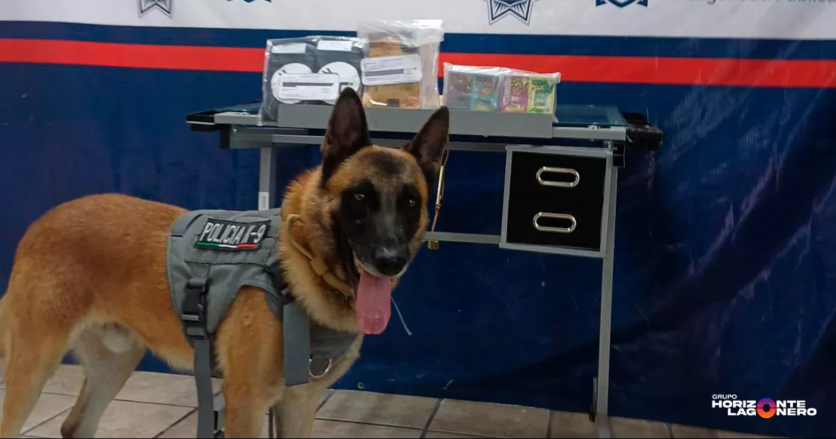 Aseguran presunta droga en paquetería de Torreón
