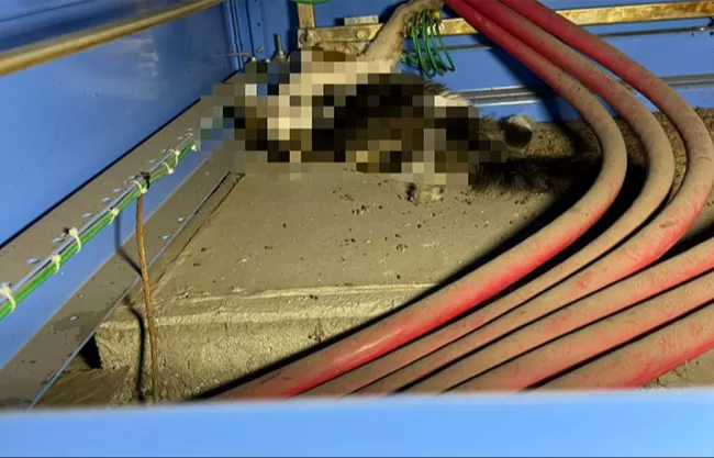 Falla eléctrica en IMSS Saltillo se atribuye a un gato