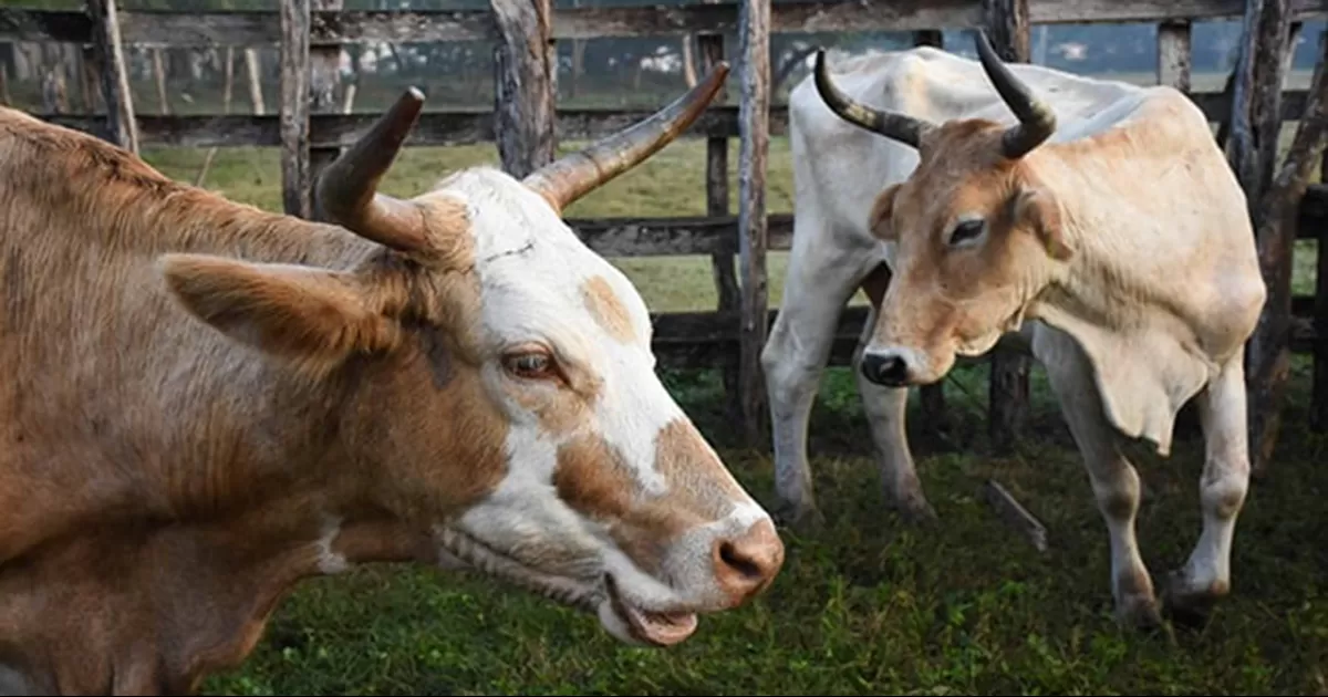 EU autoriza el uso de emergencia de fármacos veterinarios contra el gusano barrenador