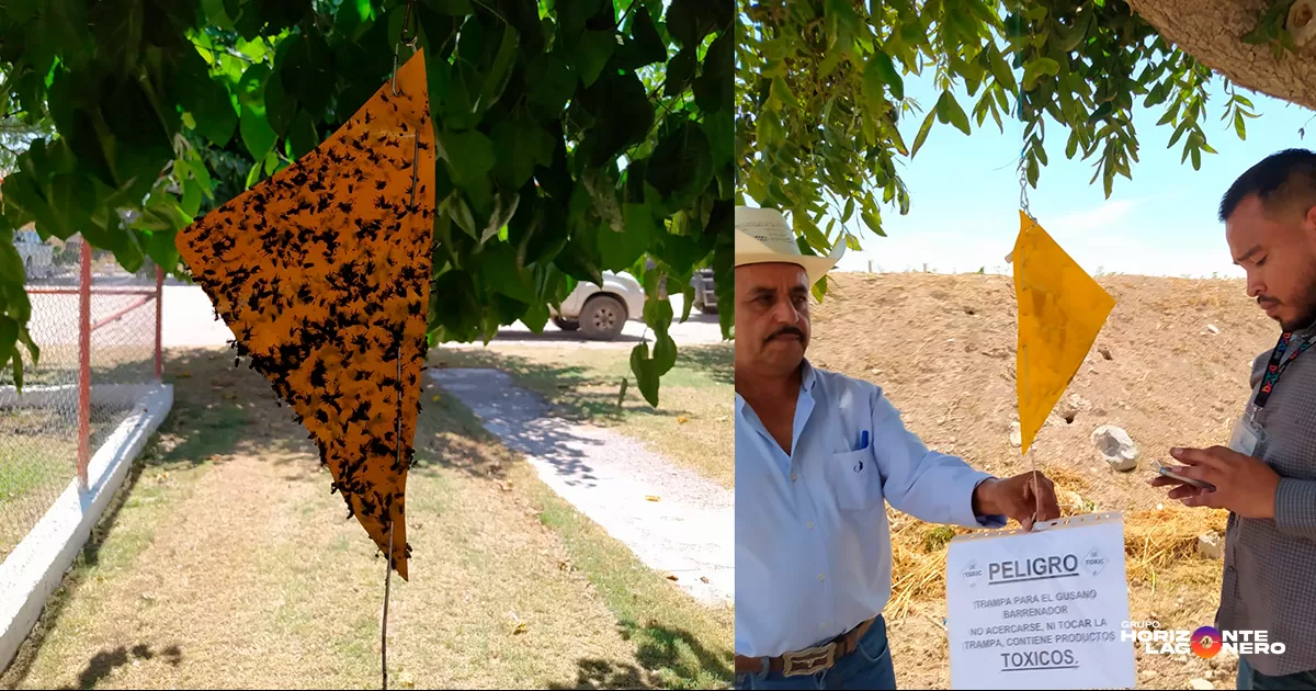 Precisó que, el objetivo de este trabajo es demostrar que la Comarca Lagunera está libre del gusano barrenador, condición indispensable para la reapertura de la frontera al ganado.