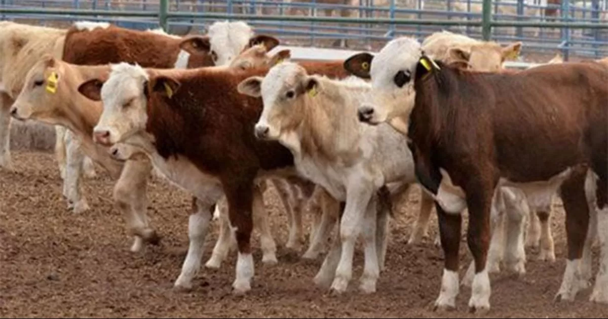 Gobierno federal prepara plan integral para fortalecer la producción de carne; iniciará en Coahuila