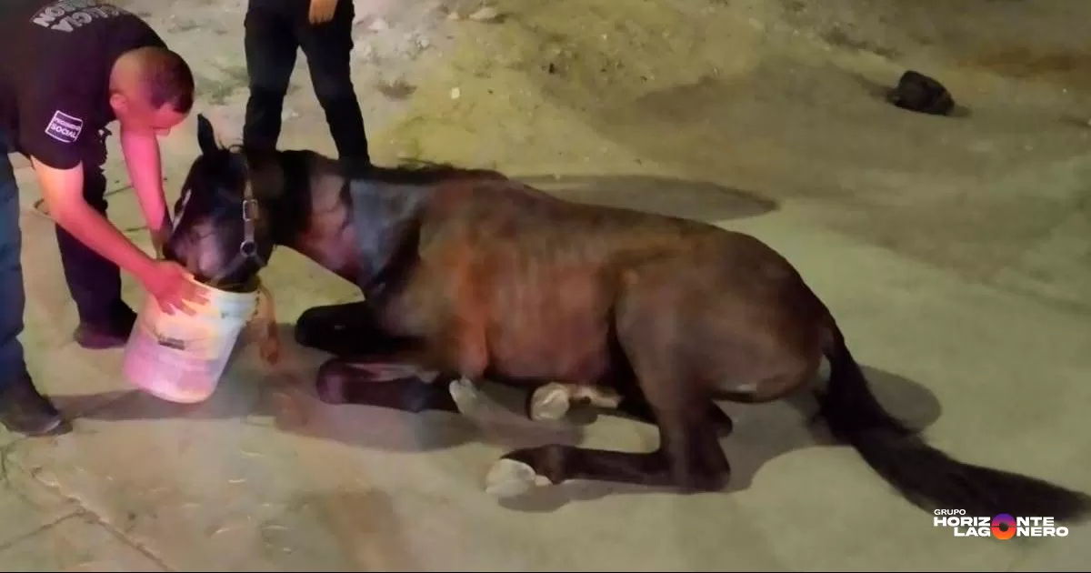 Policías Municipales de Torreón rescatan a caballo que colapsó en carretera