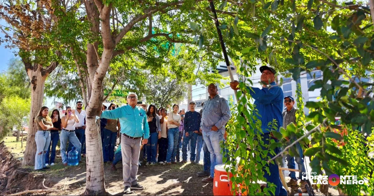 Avanza preparación para trasplante de 98 árboles por obra del Sistema Vial Independencia-Abastos
