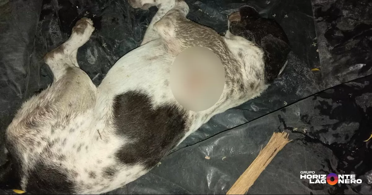 De acuerdo con vecinos del sector, quienes por seguridad solicitaron permanecer en el anonimato, presuntamente un habitante del lugar habría agredido al animal con un disparo de arma de fuego.