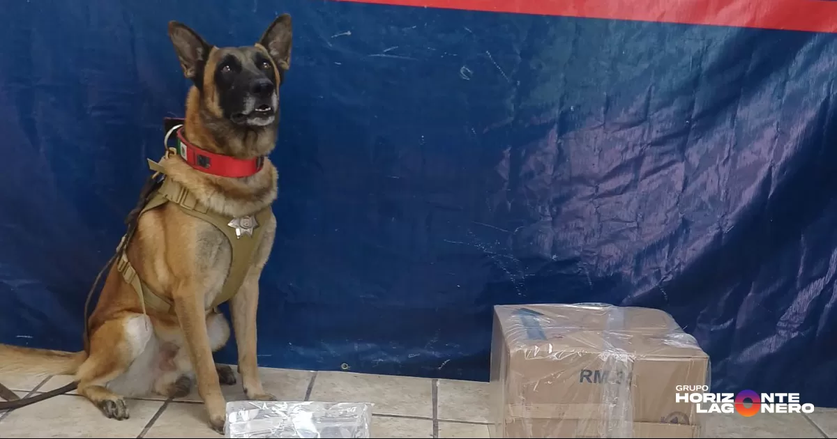 Aseguran vapeadores y marihuana con valor de 60 mil pesos en paquetería de Torreón