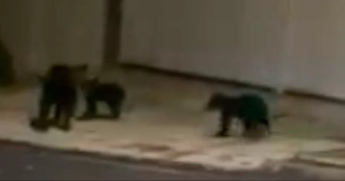 Se empleó un chorro de agua de manera indirecta para ahuyentarlos, logrando que los osos descendieran y fueran conducidos hacia la sierra