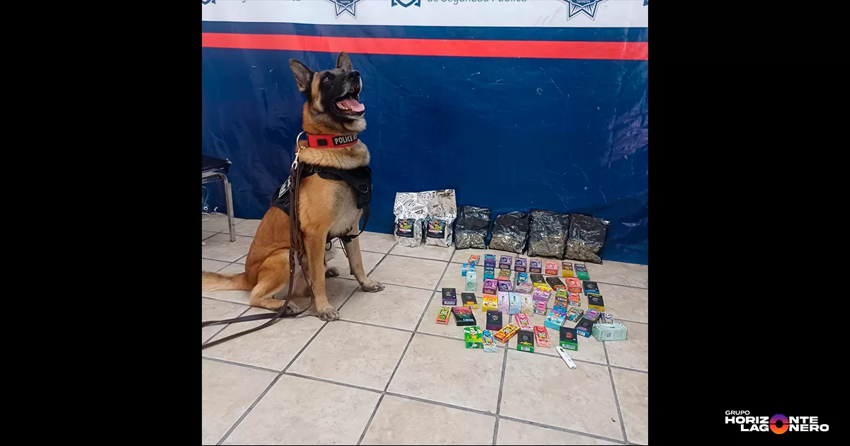 Unidad Canina asegura droga y vaporizadores por un valor de 114 mil pesos en Torreón