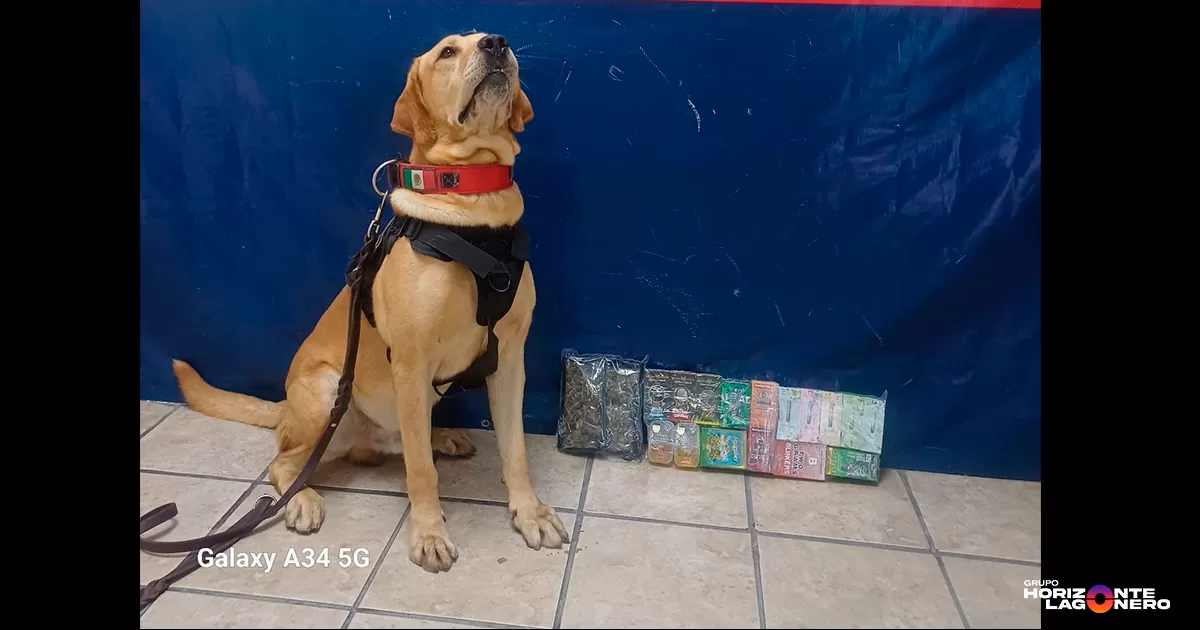 Asegura Unidad Canina de Torreón droga valuada en más de 26 mil pesos