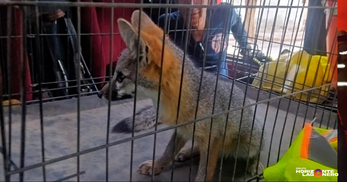 Los brigadistas procedieron a la captura del ejemplar, el cual fue resguardado y trasladado a la veterinaria Nogales, donde quedó bajo supervisión.