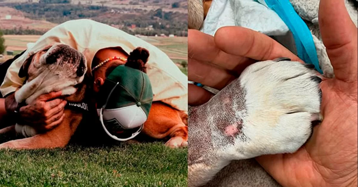 La Fórmula 1 está de luto, luego de que Lewis Hamilton anunciara que Roscoe, su inseparable perro, murió este lunes