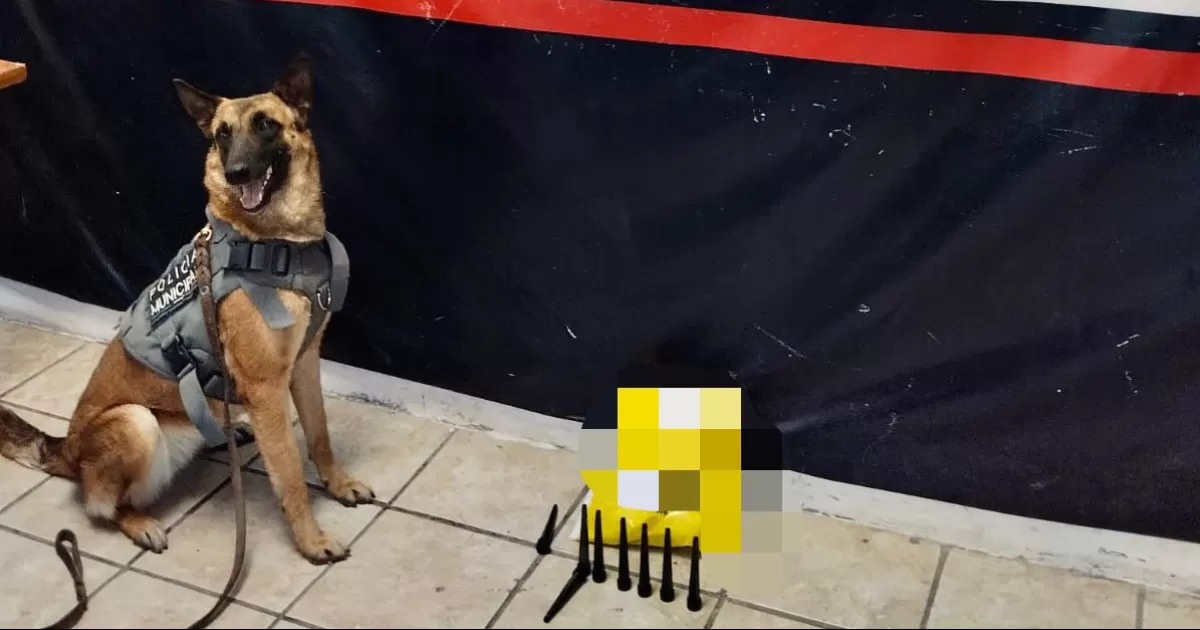 Escuadrón Canino de Torreón realiza nuevo aseguramiento de narcóticos
