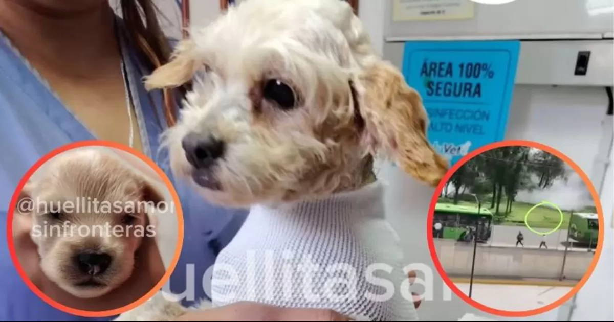 A esta perrita considerada un milagro al sobrevivir tras quemarse parte de su cuerpo en la explosión de la pipa de gas en Iztapalapa