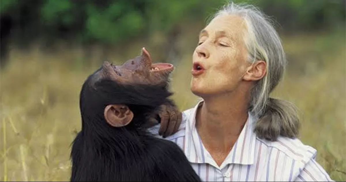 Muere a los 91 años la etóloga británica Jane Goodall, experta mundial en chimpancés