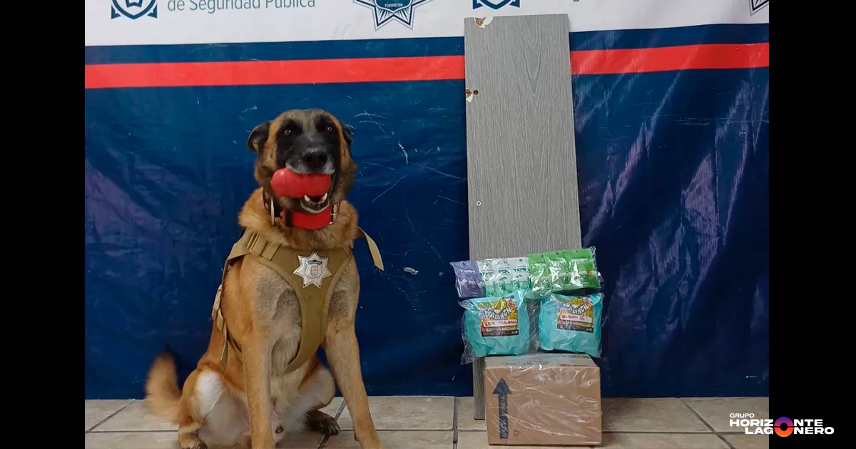 Asegura Unidad Canina (K9) paquete con droga en empresa del Centro de Torreón
