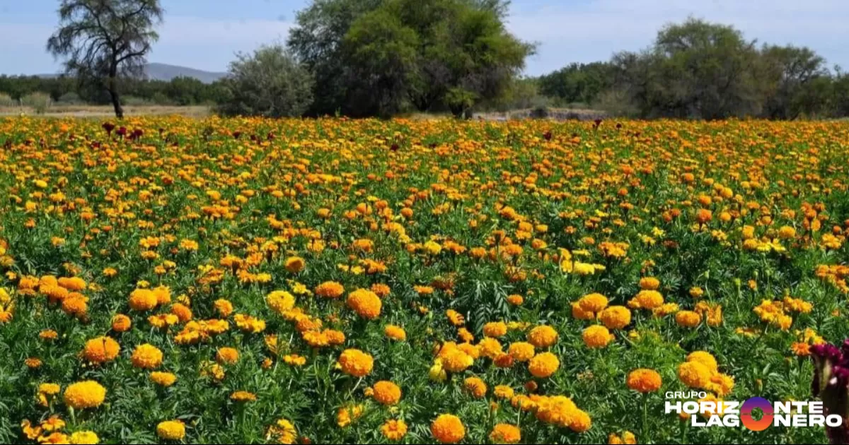 Tadeo Julio César Toledo Herrero, director de Seguridad Pública, comentó que siguiendo la encomienda de la presidenta y manteniendo coordinación permanente con el Mando Especial de La Laguna, se cuenta con comunicación permanente con productores, campesinos y floricultores para atender cualquier llamada de emergencia producto de vandalismo o afectación.