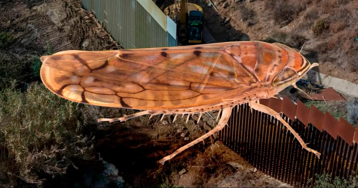 ‘Osbornellus salsus’: la plaga inédita detectada en la frontera México–EE.UU. que activó alerta fitosanitaria