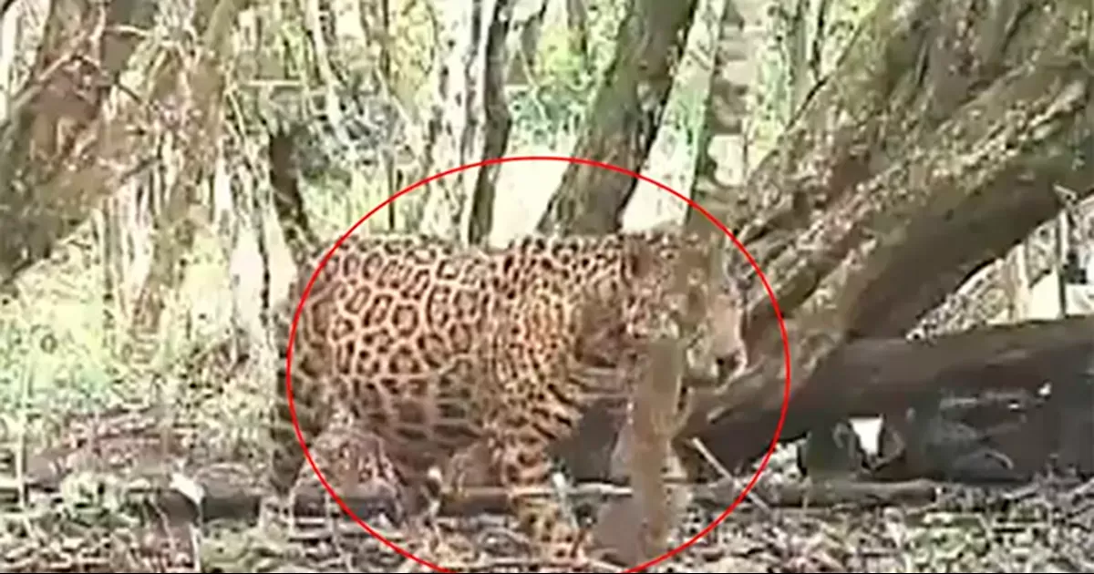 Este hallazgo constituye un buen indicador para la especie del jaguar la cual se encuentra amenazada por la pérdida de su hábitat
