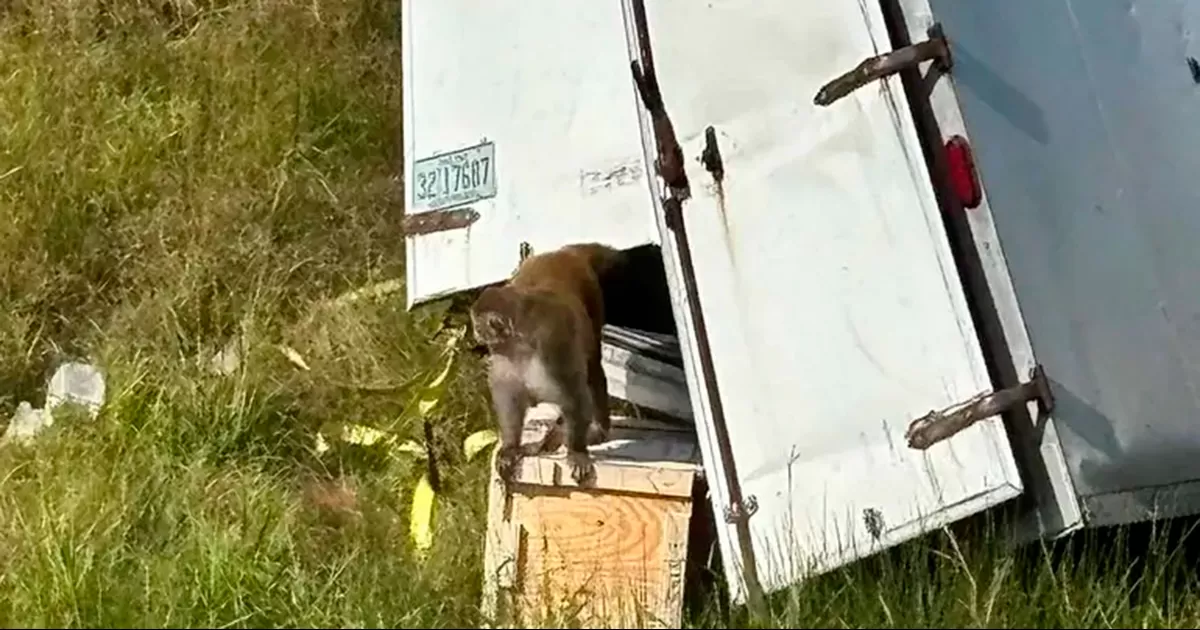 Un camión que transportaba primates con enfermedades infecciosas volcó en una autopista del sur de Estados Unidos, liberando a seis ejemplares
