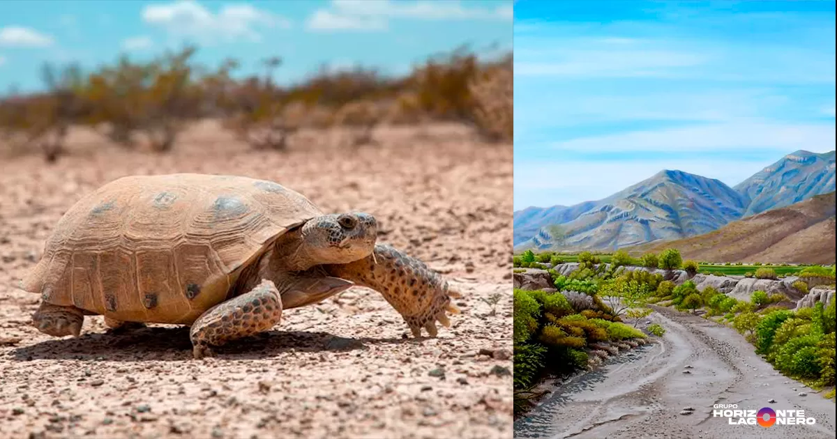 Sara Isabel Valenzuela Ceballos, presidenta de la asociación civil Conserva Ciencia, destacó que uno de los mayores desafíos para la conservación es la falta de conciencia de los habitantes de la Comarca Lagunera sobre el entorno natural que los rodea. Esta desconexión se debe a que la vida urbana hace que las personas olviden el ecosistema en el que están inmersas.