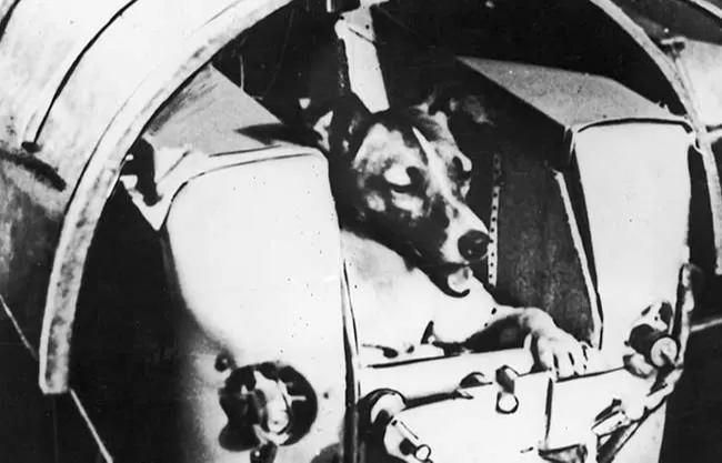 Laika fue el primer mamífero en orbitar la Tierra en una de las misiones espaciales más importantes en la historia