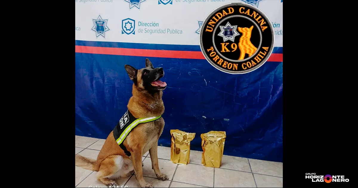 Unidad Canina asegura 1 kilo de marihuana en paquetería de Ciudad Industrial, Torreón