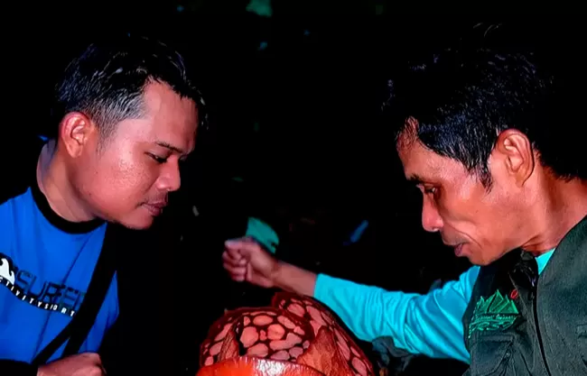 Un biólogo indonesio rompe en llanto al encontrar la rarísima Rafflesia hasseltii tras 13 años de búsqueda en la selva de Sumatra.